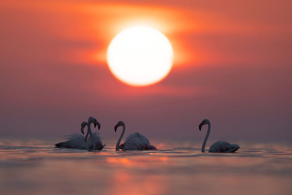 Greater flamingos during sunrise