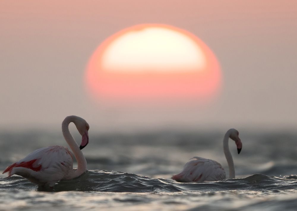 Photograph by Dr Ajay Kumar Singh