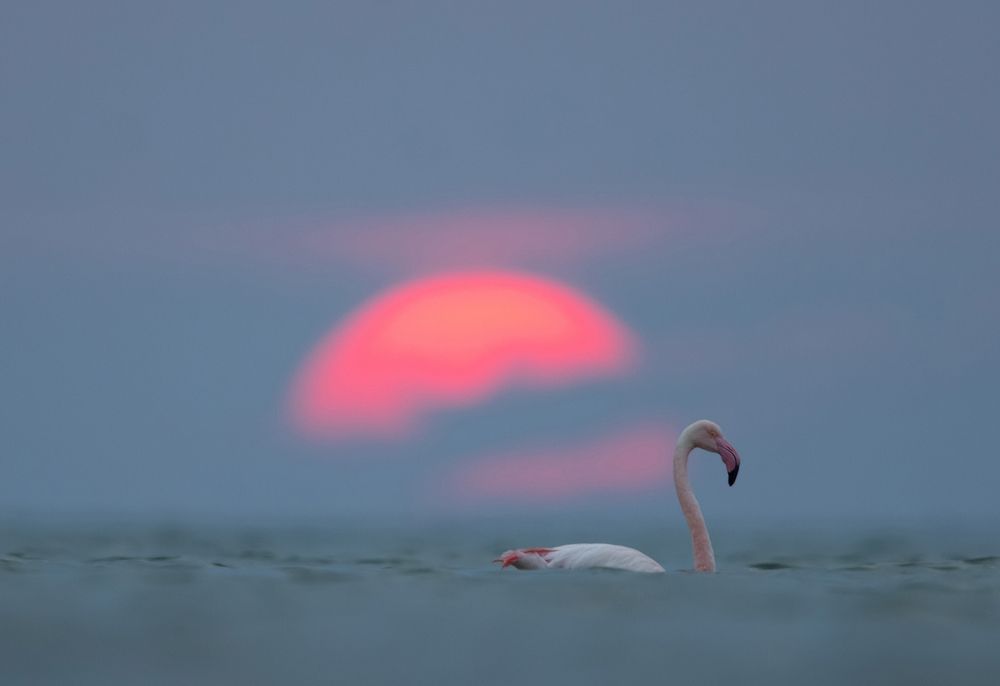 Photograph by Dr Ajay Kumar Singh