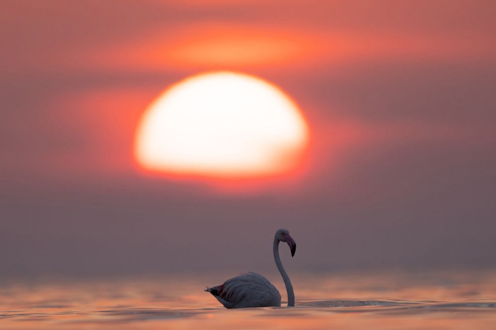 Photograph by Dr Ajay Kumar Singh