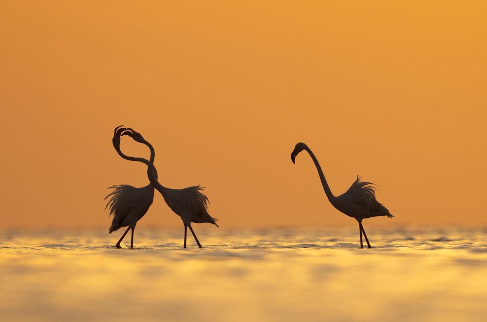 Greater Flamingos territory fight