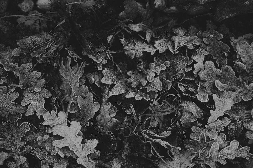 Photograph by Jovan Svorcan