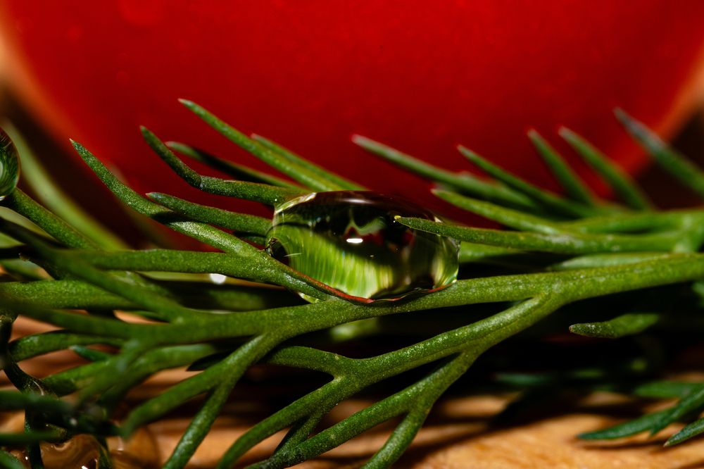 Капля на укропе.