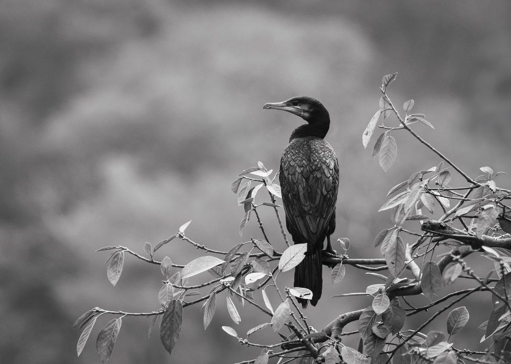 Photograph by Jayaprakash M