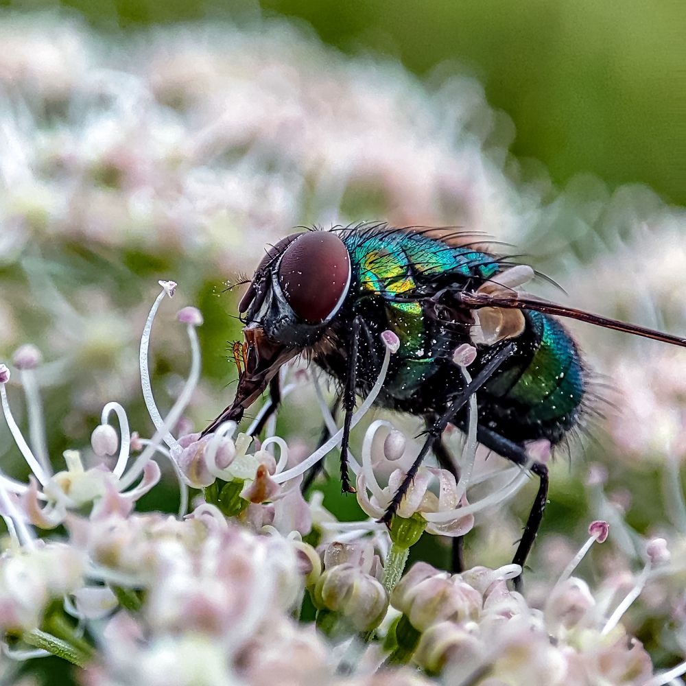 Фотография автора Александр Довганюк