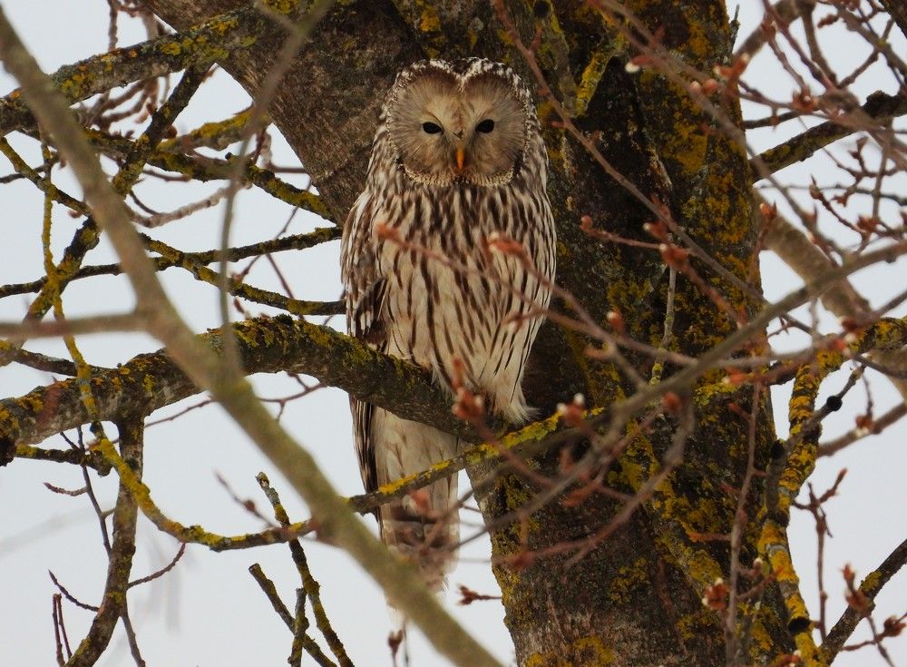 сова Длиннохвостая Неясыть - Strix uralensis