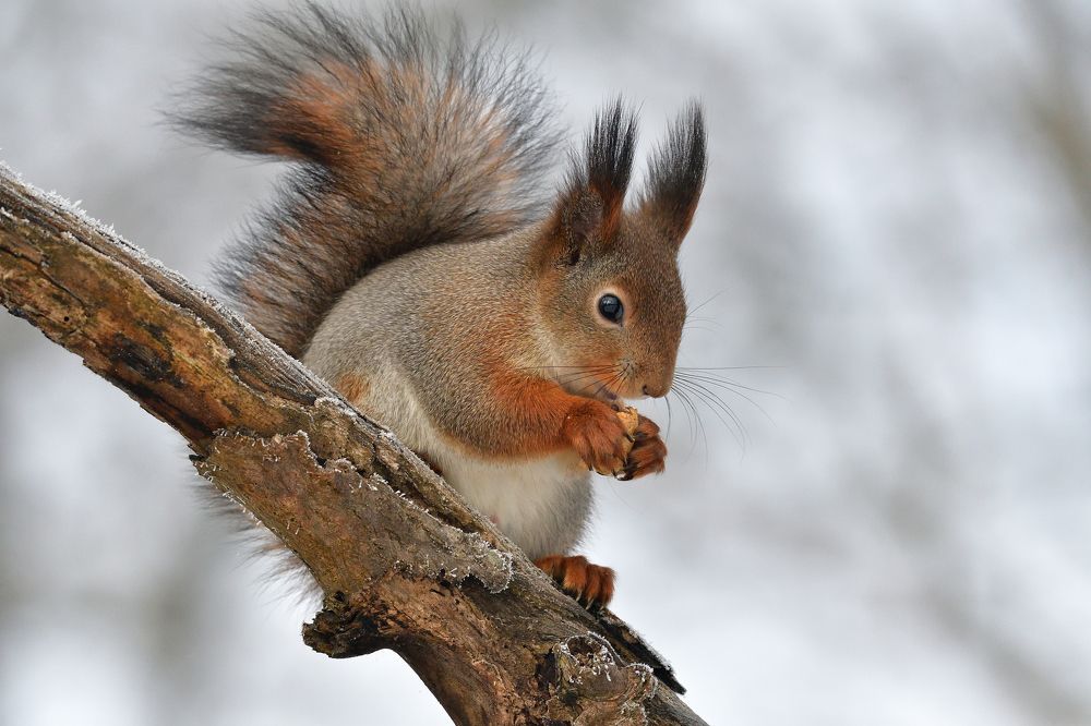 Photograph by Игорь Корнейчук