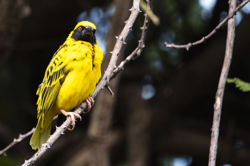 Serin du Cap