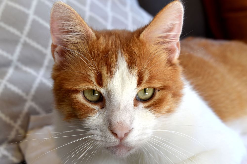 Photograph by RADOVAN TEODOROVIĆ