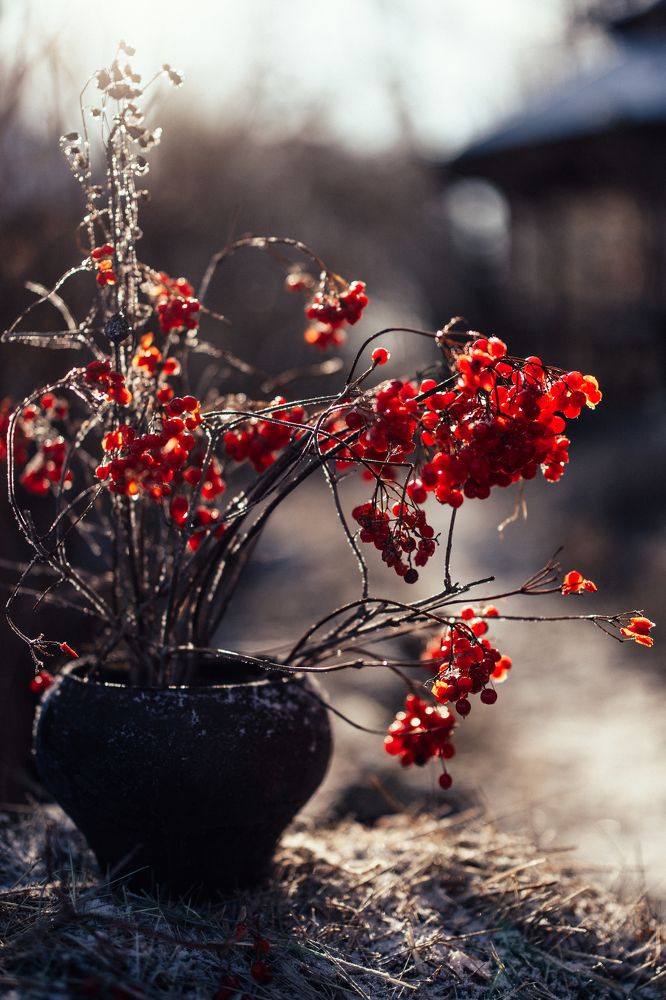 Photograph by Алена Нестерова