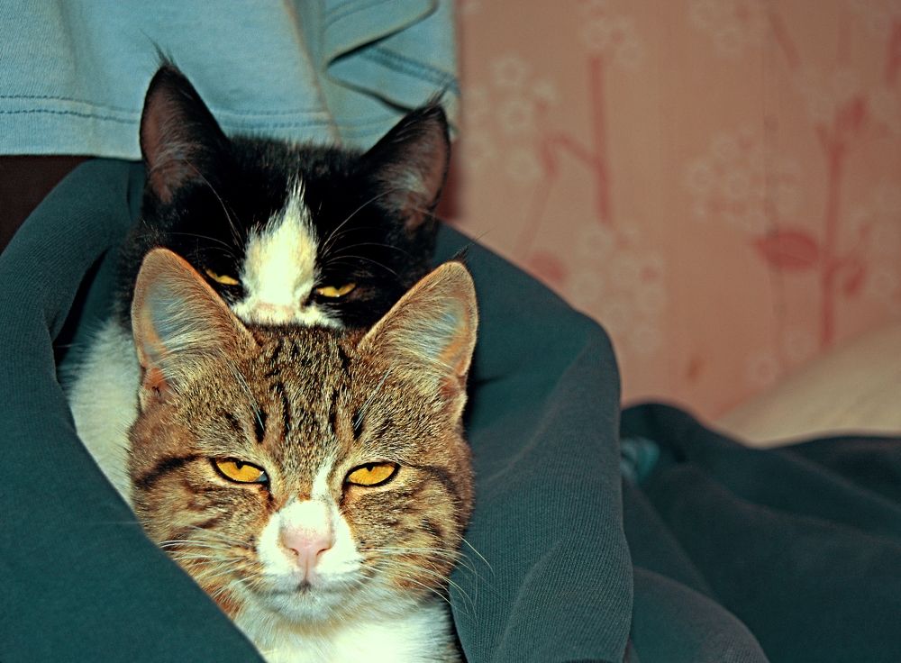 Дачные гости