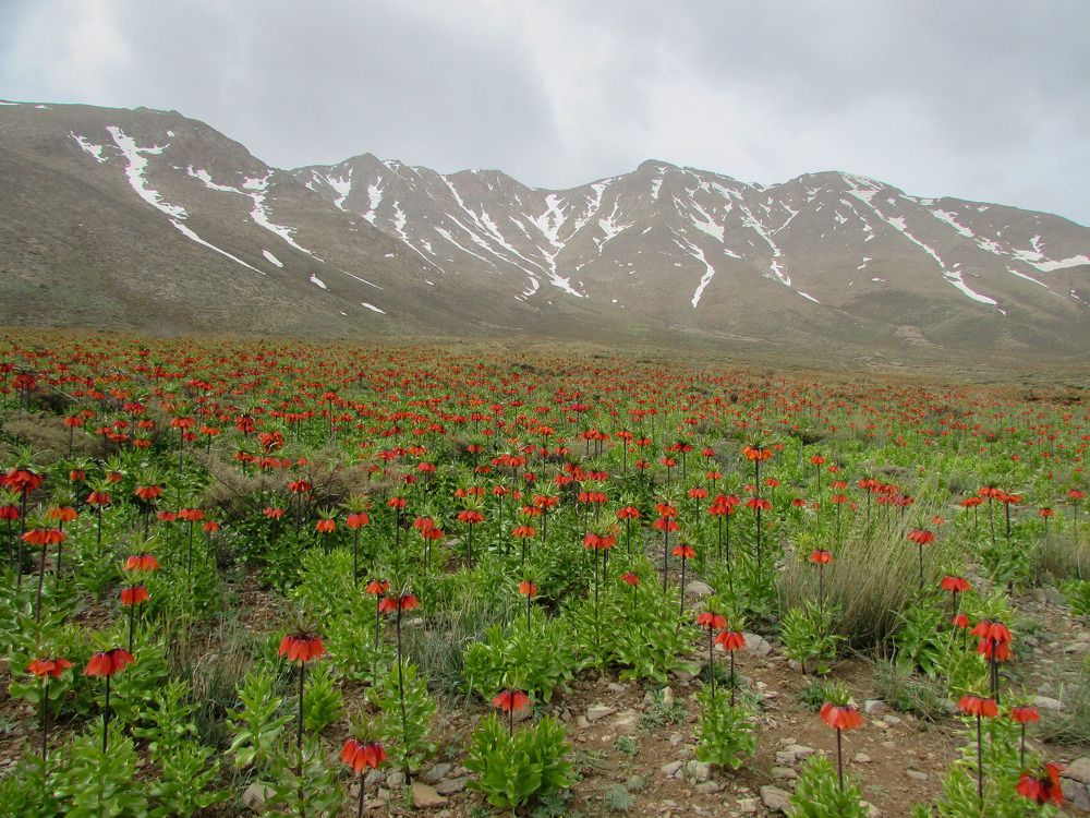 Photograph by Esmaeil