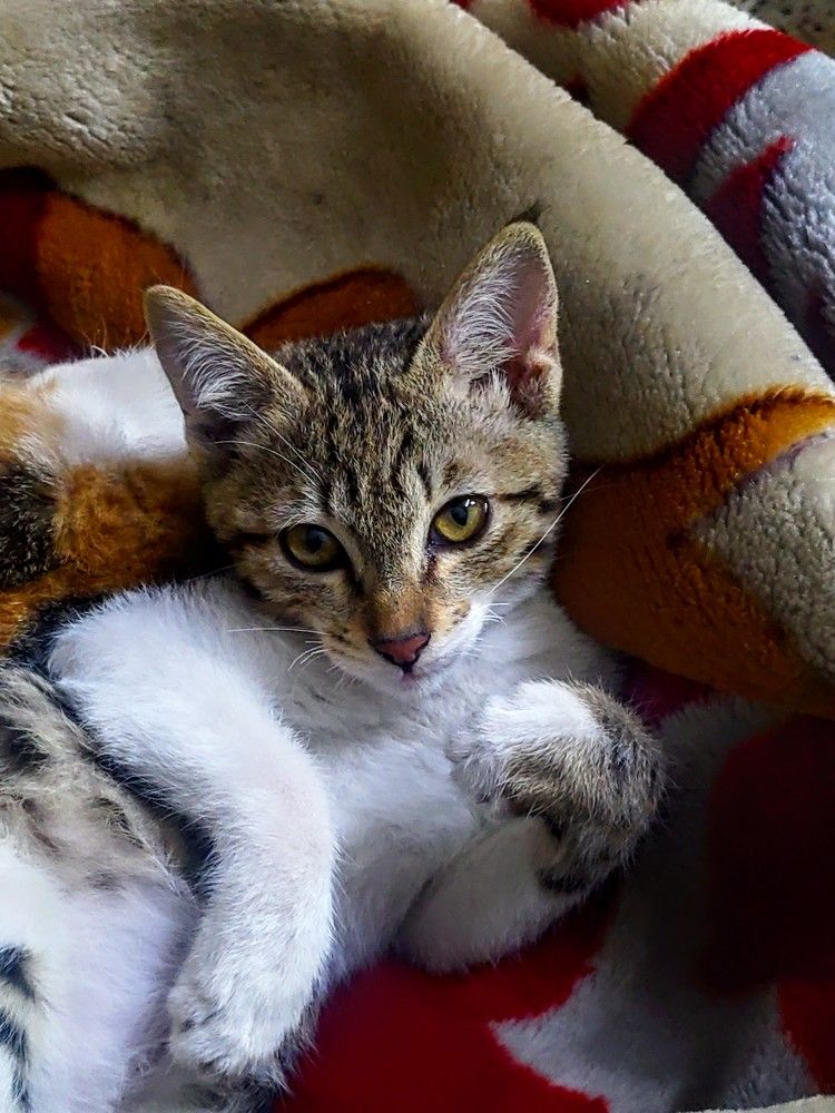 Photo #10208344