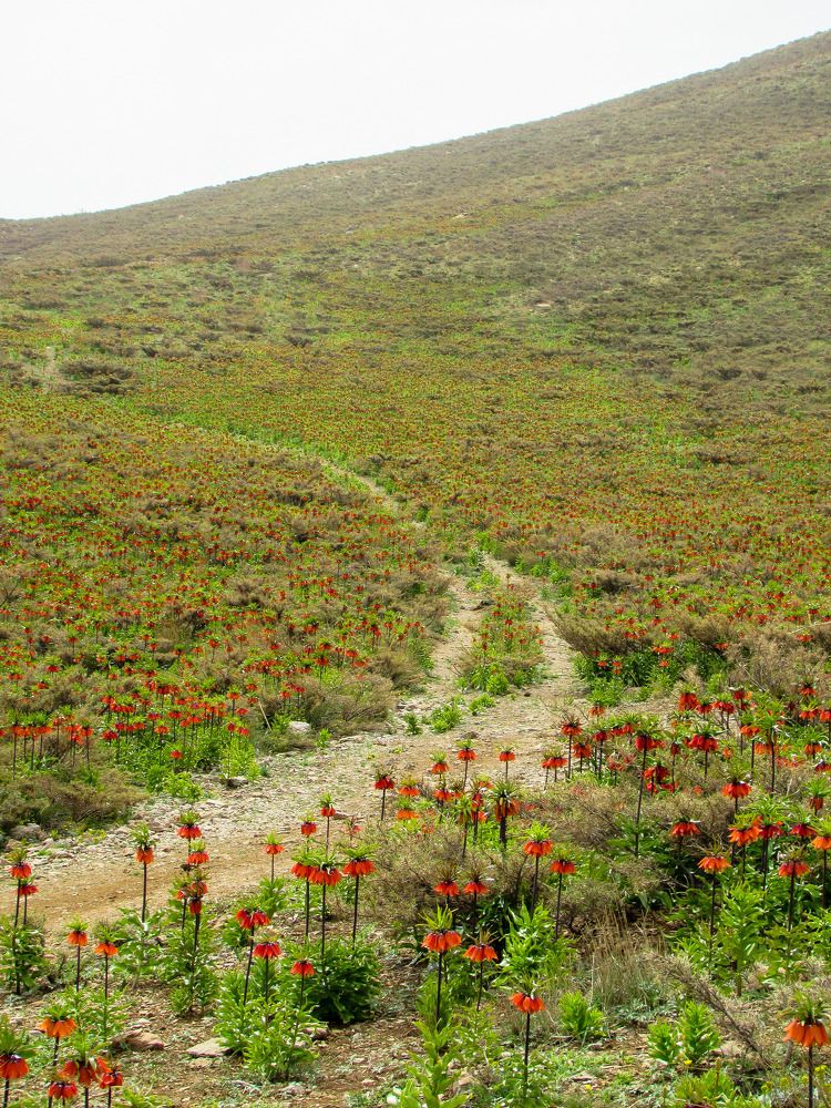 Photograph by Esmaeil