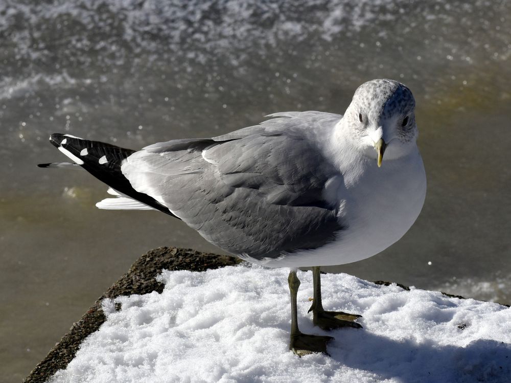Зимняя чайка-красавица... / Winter gull beauty...