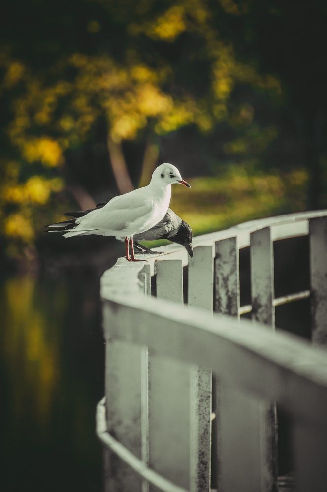 Photograph by Максим Шумченя