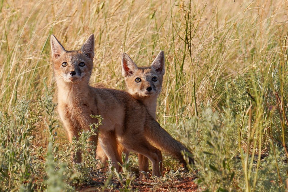 Photograph by Андрей Черкасов