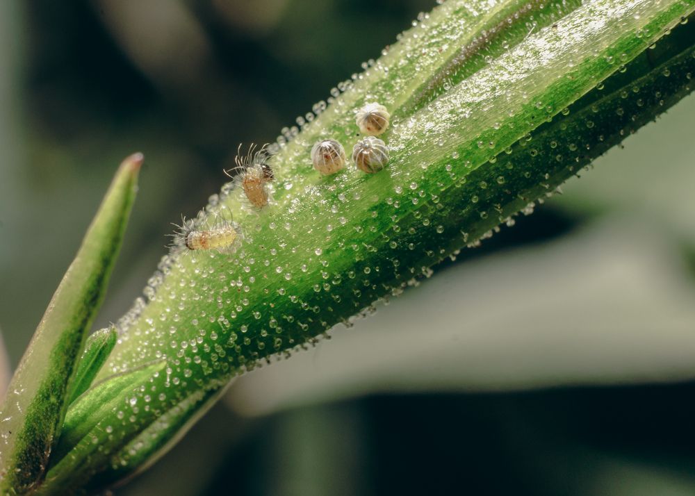 Photograph by Alexandre Canteiro Soares
