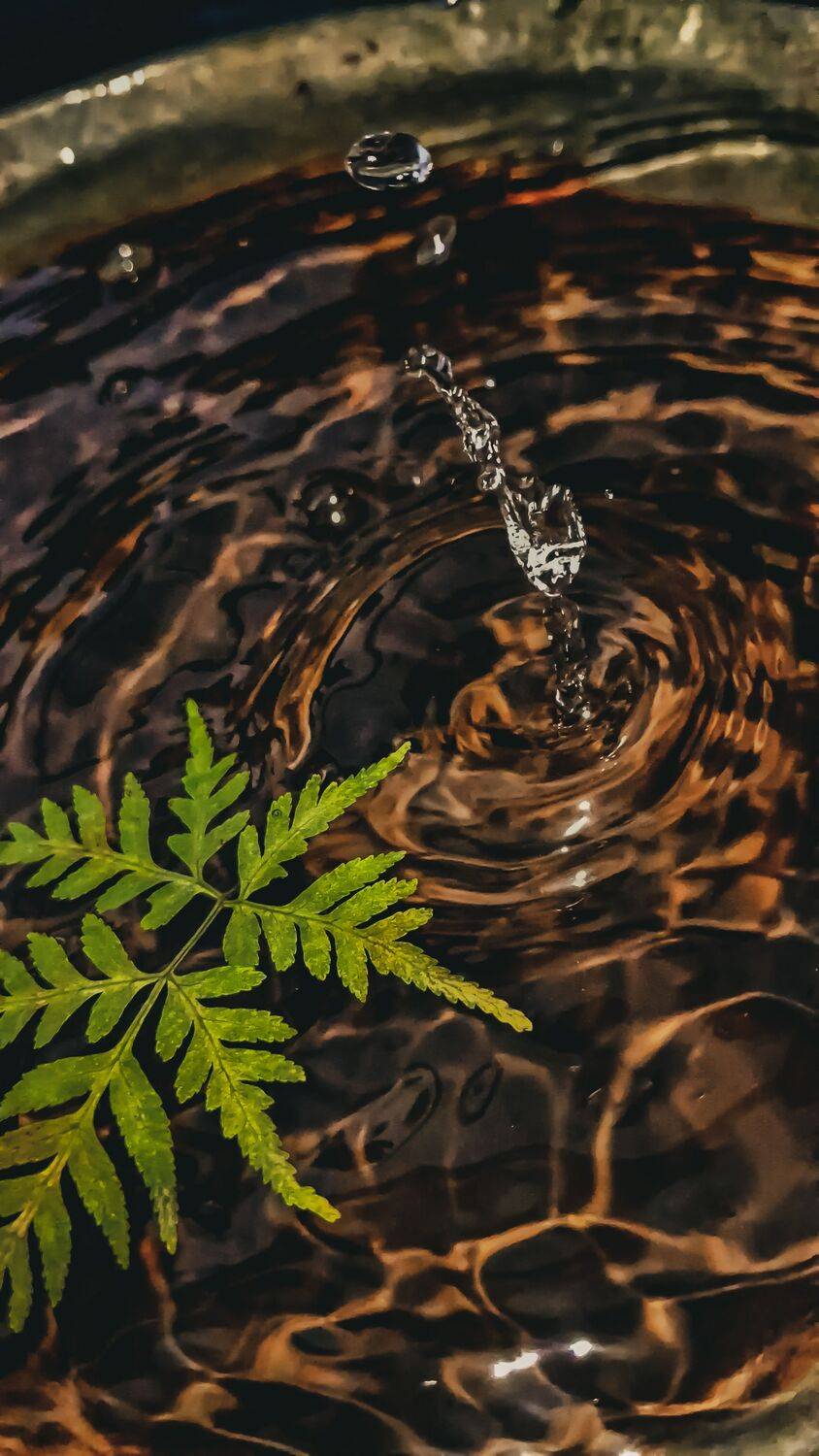 The Rhythm Of Water And A Desperate Leaf