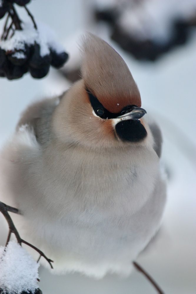 Свиристель (лат. Bombycilla garrulus)