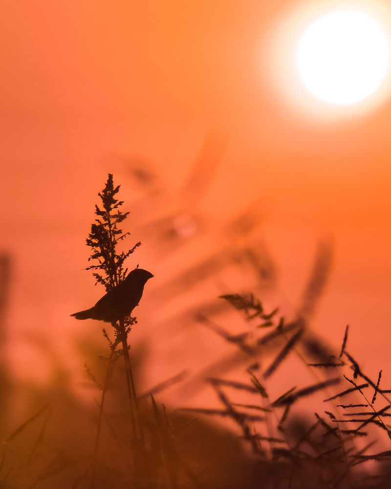 Photograph by Anagha Peethambaran