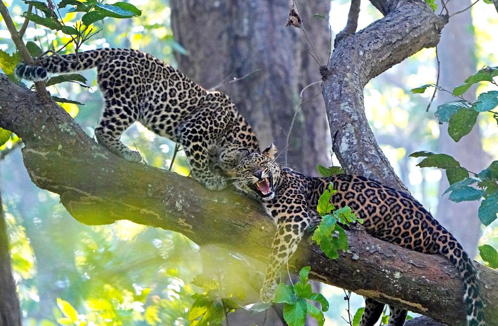 Photograph by Nirmalya Chakraborty