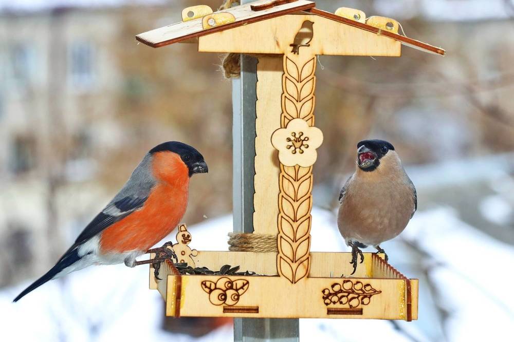 Новости из кормушки.