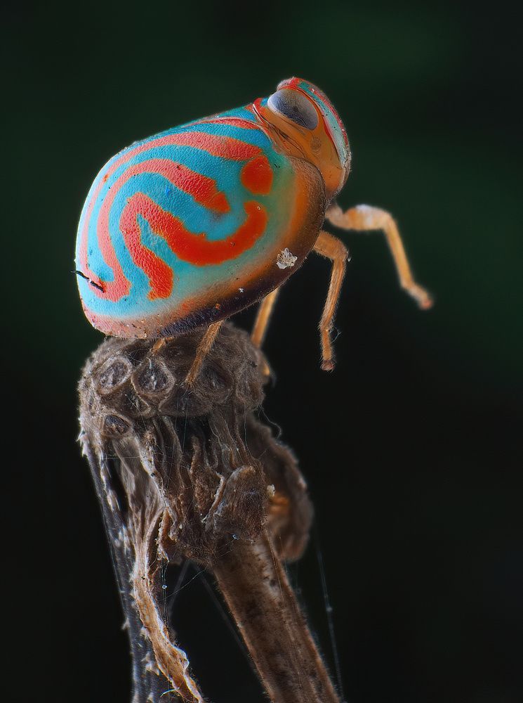 Photograph by Chen-You Li