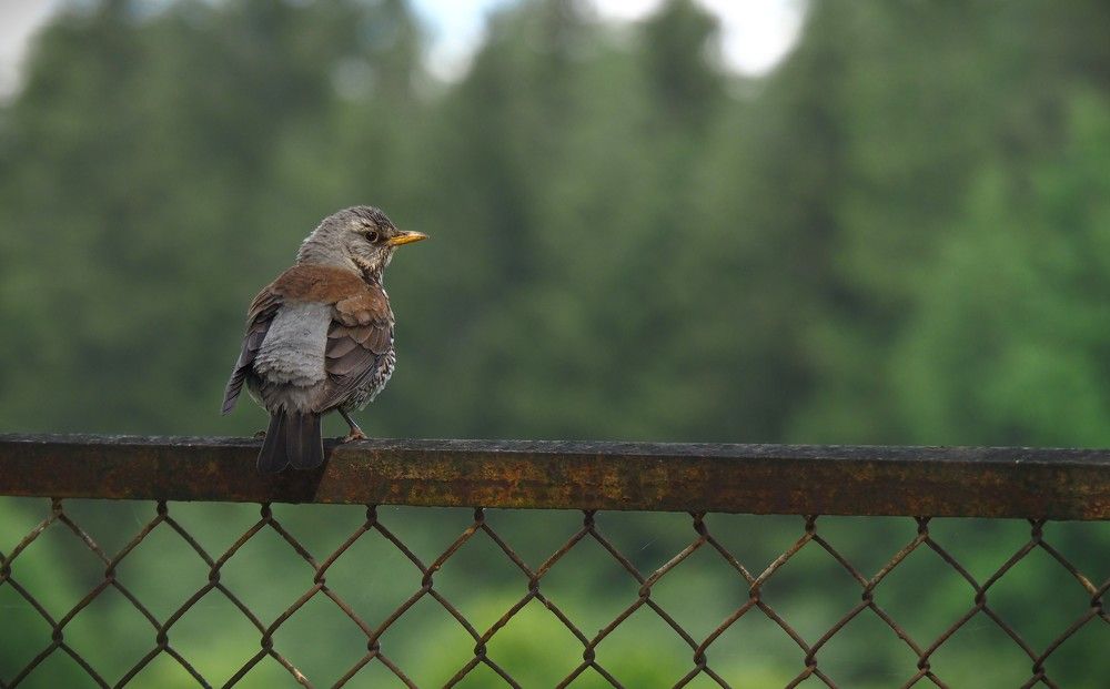 Photograph by Абдурахманов Магомед