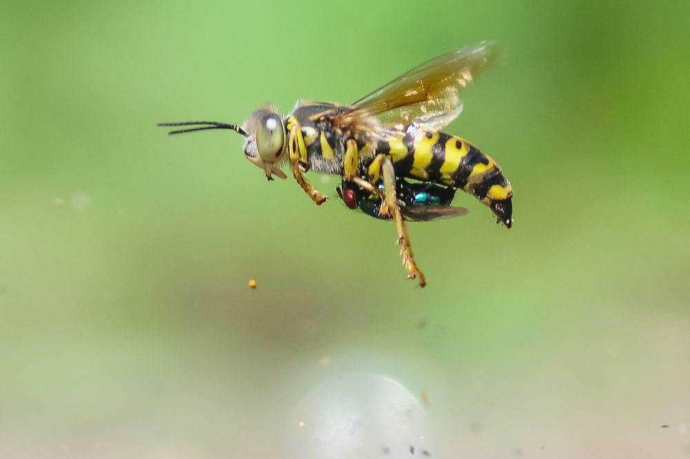 Photograph by Maryanto