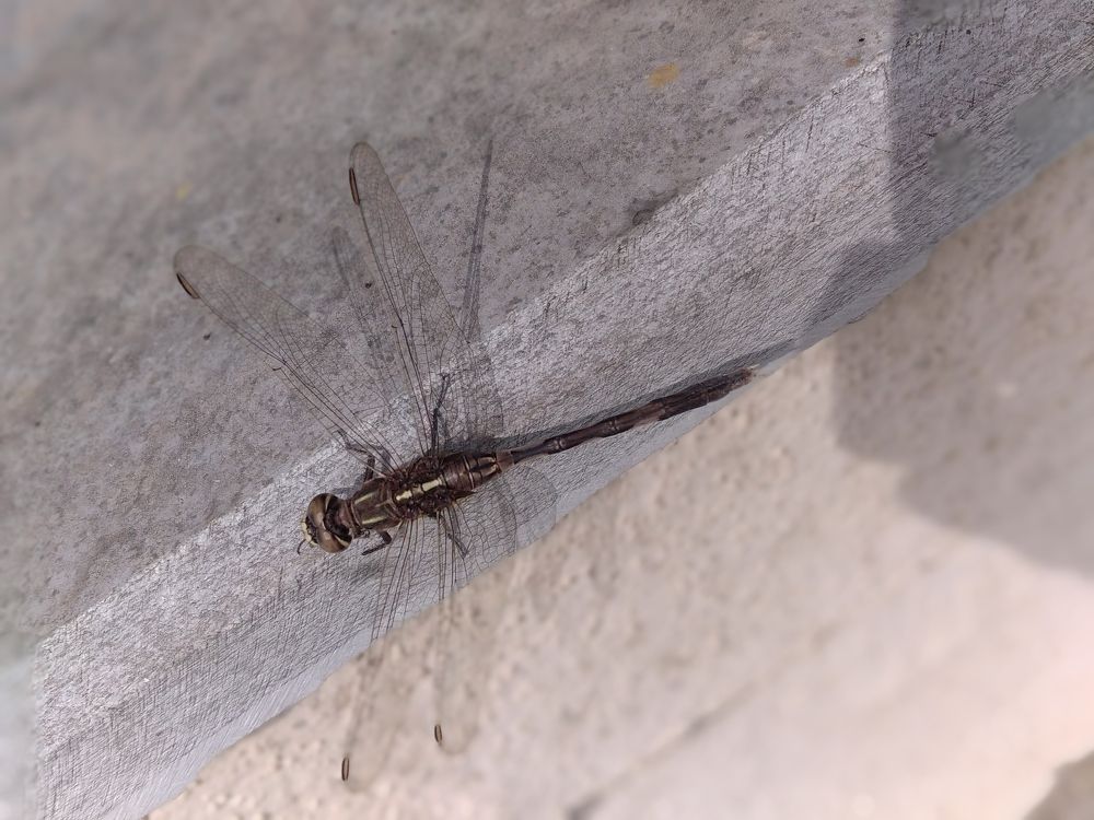 DRAGONFLY.