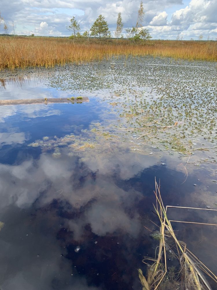Фотография автора Ирина Шпаковская