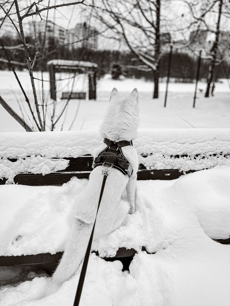 Photograph by Алла Творогова