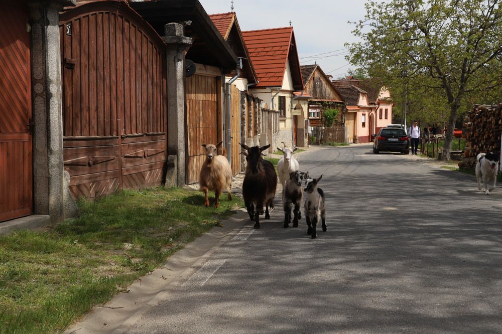 Photograph by Popa Alin