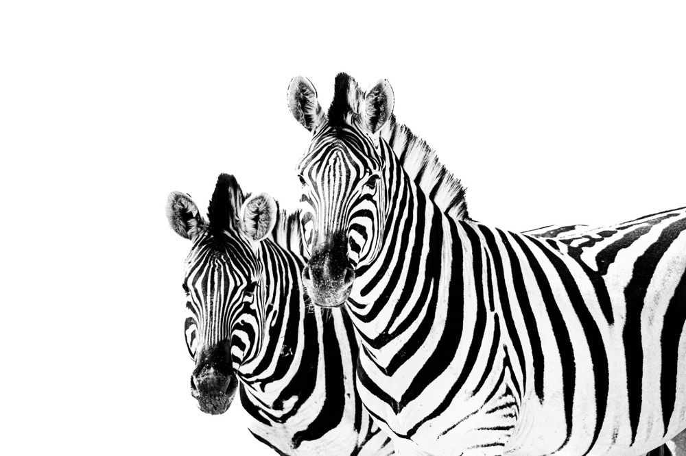 Photograph by Benjamin Pimor