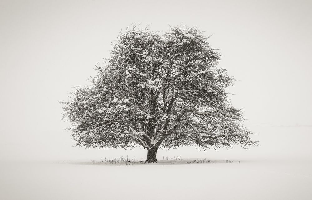 Photograph by Petrov Ivaylo