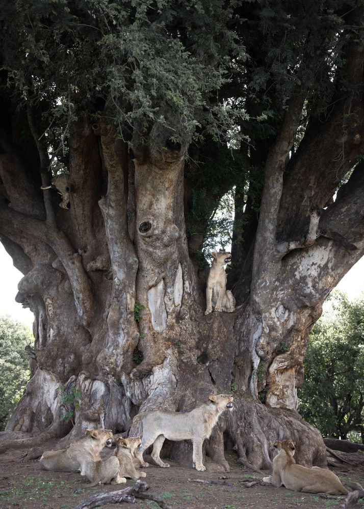 The Lions and the ancient Mashatu Tree