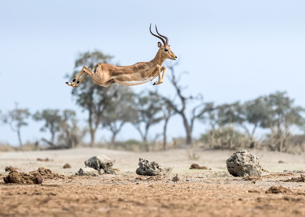 Flight of the Impala