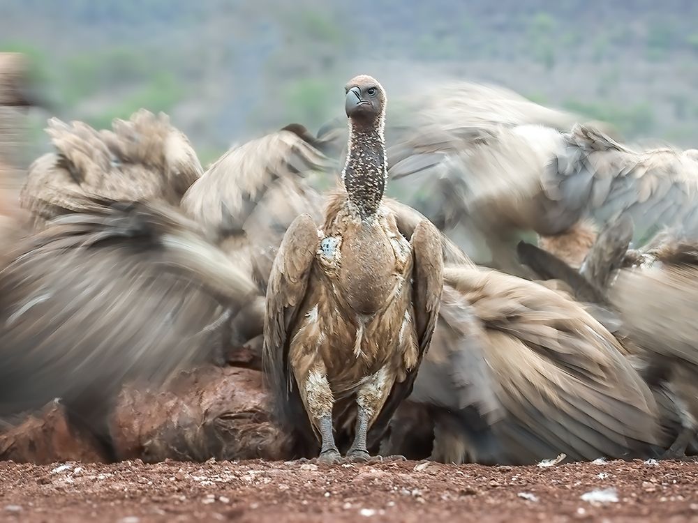 Madness at the Dinner Table