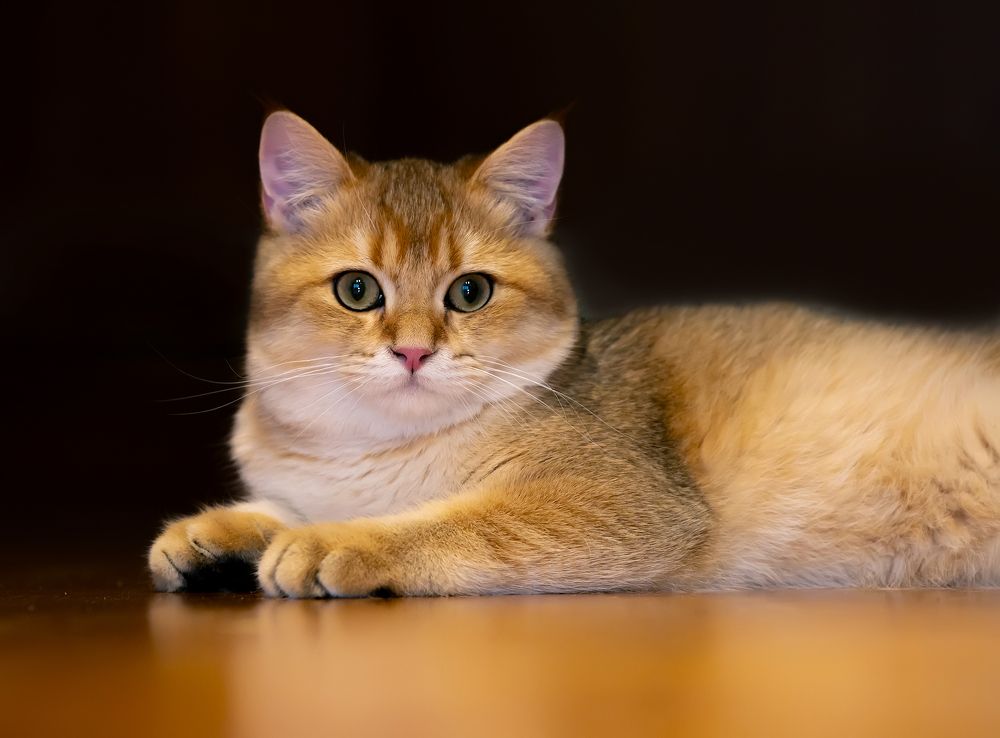 Photograph by Олег Пученков