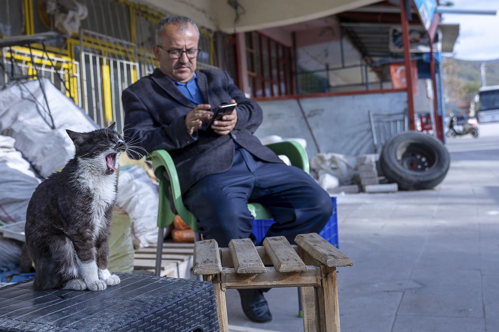 The Boring Story- Cat says