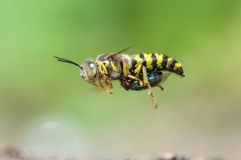 Photograph by Maryanto