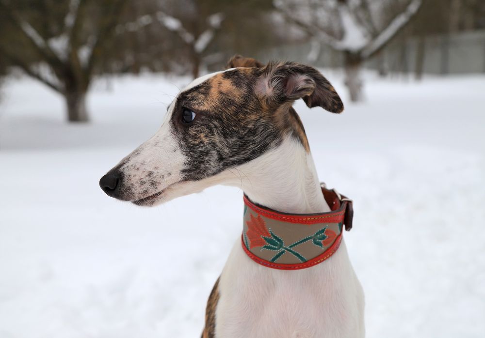 Photograph by Анастасия Рысь