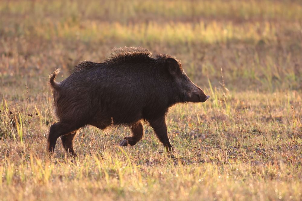 Photograph by Алексей Широбоков