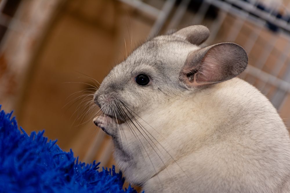 Chinchilla Shun. Шиншилл Шунь.