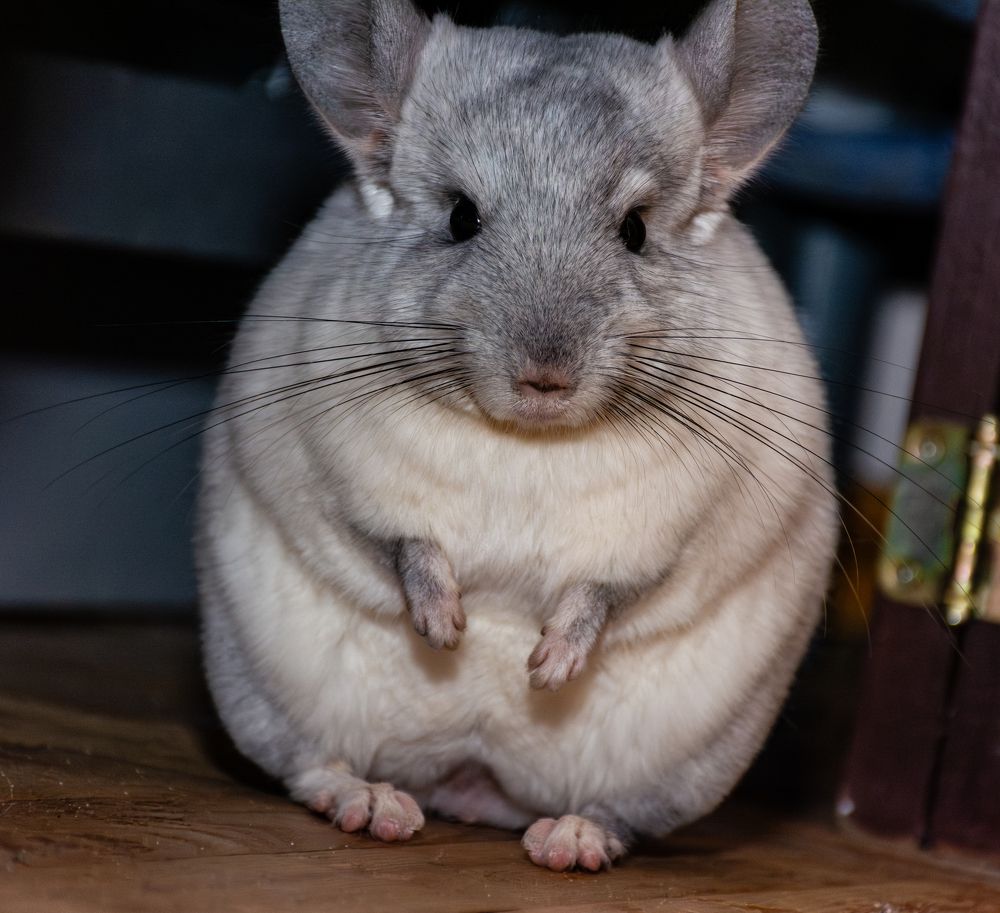 Шиншилл Шунь.