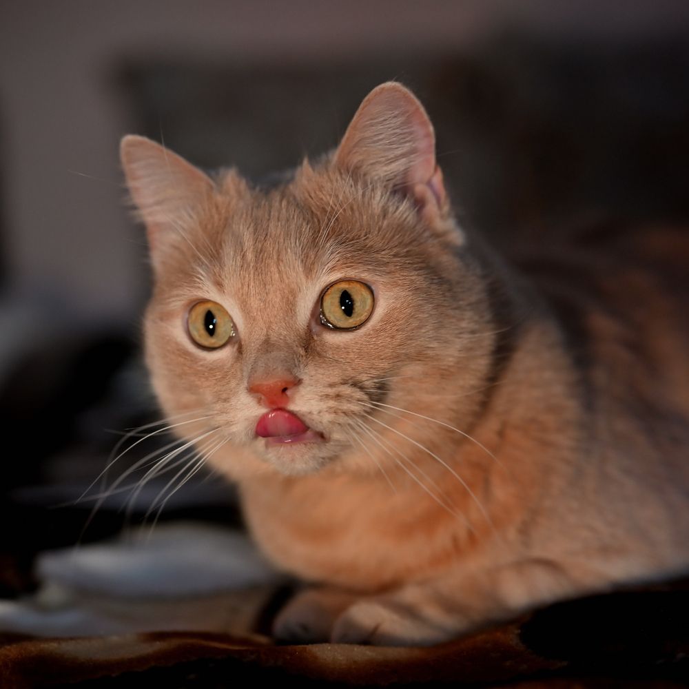 Фотография автора Дмитрий Referee