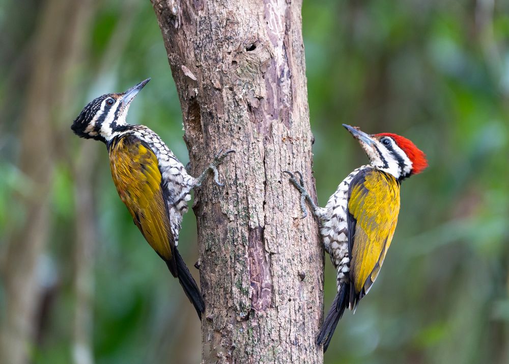 Photograph by Albert lee