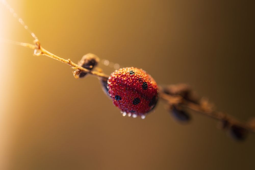 Photograph by Брытков Николай