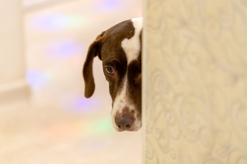 Photograph by Константин Чижов